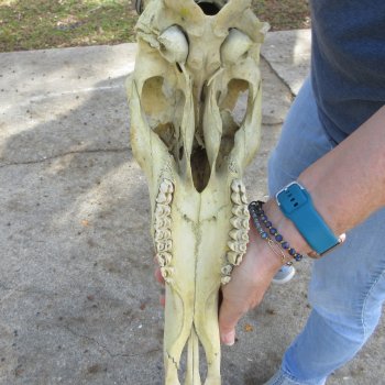 B-Grade 17" Horns on 17" Red Hartebeest Skull 