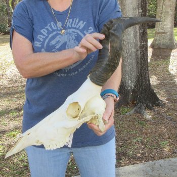 B-Grade 15" Horns on 15" Red Hartebeest Skull 