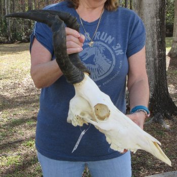 B-Grade 15" Horns on 15" Red Hartebeest Skull 
