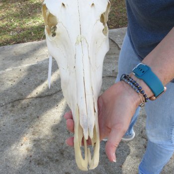 B-Grade 15" Horns on 15" Red Hartebeest Skull 