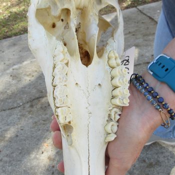 B-Grade 15" Horns on 15" Red Hartebeest Skull 