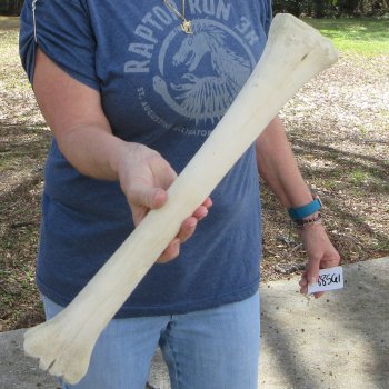 19-1/2" Giraffe Metacarpal Leg Bone 