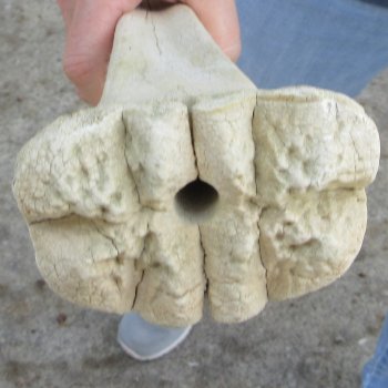 19-1/2" Giraffe Metacarpal Leg Bone 