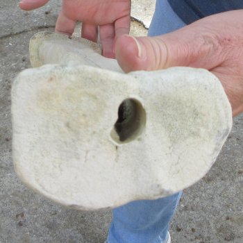 19-1/2" Giraffe Metacarpal Leg Bone 