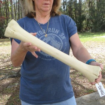 21" Giraffe Metacarpal Leg Bone 