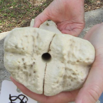 21" Giraffe Metacarpal Leg Bone 