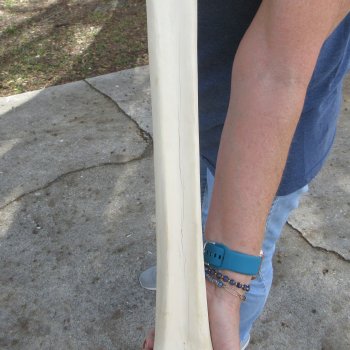 21" Giraffe Metacarpal Leg Bone 