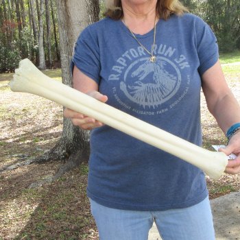 22" Giraffe Metatarsal Leg Bone 