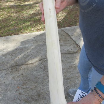 22" Giraffe Metatarsal Leg Bone 