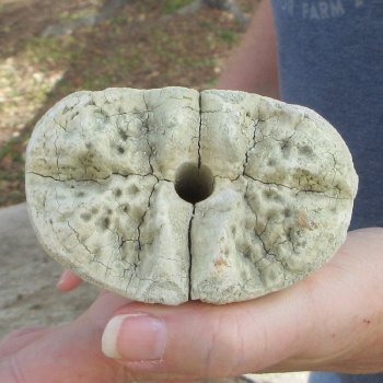 22" Giraffe Metatarsal Leg Bone 