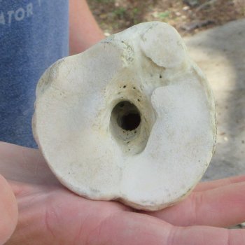 22" Giraffe Metatarsal Leg Bone 