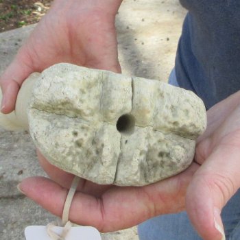 22" Giraffe Metacarpal Leg Bone 