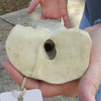 22" Giraffe Metacarpal Leg Bone 