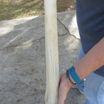 22" Giraffe Metacarpal Leg Bone 