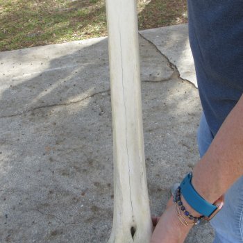 22" Giraffe Metacarpal Leg Bone 
