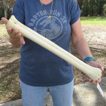 22" Giraffe Metatarsal Leg Bone 