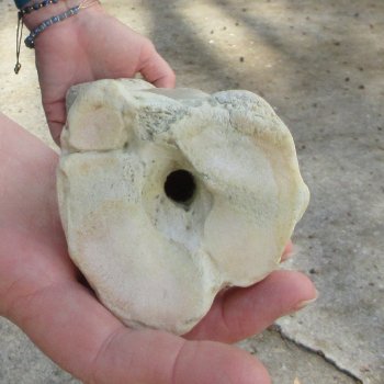 22" Giraffe Metatarsal Leg Bone 