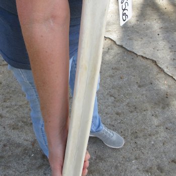 22" Giraffe Metatarsal Leg Bone 