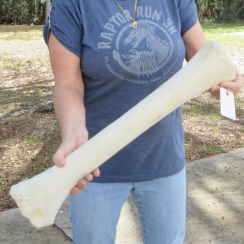 26" Giraffe Radius Leg Bone 
