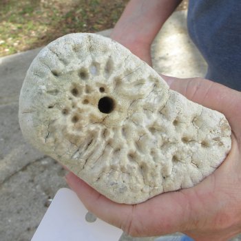 26" Giraffe Radius Leg Bone 