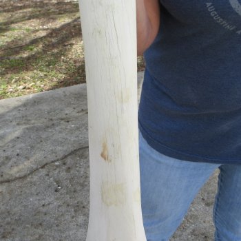 26" Giraffe Radius Leg Bone 