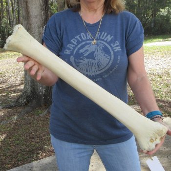 23" Giraffe Radius Leg Bone 