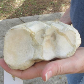 23" Giraffe Radius Leg Bone 