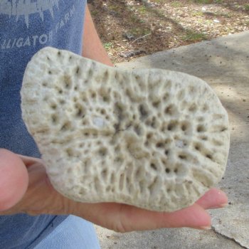 23" Giraffe Radius Leg Bone 