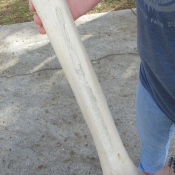 23" Giraffe Radius Leg Bone 