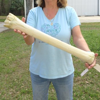 25" Giraffe Metacarpal Leg Bone 