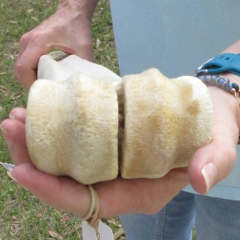 25" Giraffe Metacarpal Leg Bone 