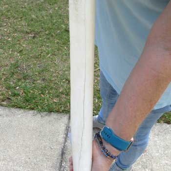 25" Giraffe Metacarpal Leg Bone 