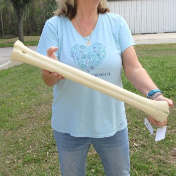 25" Giraffe Metatarsal Leg Bone 