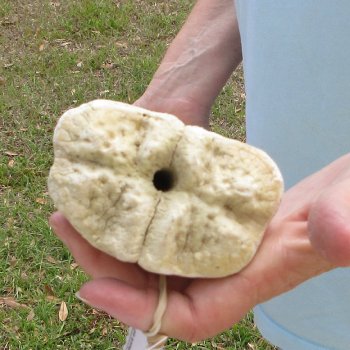 25" Giraffe Metatarsal Leg Bone 