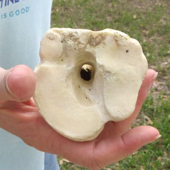 25" Giraffe Metatarsal Leg Bone 