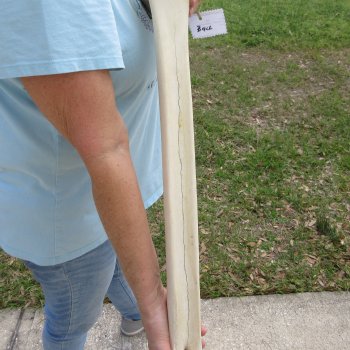 25" Giraffe Metatarsal Leg Bone 
