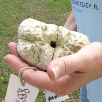 25" Giraffe Metacarpal Leg Bone 