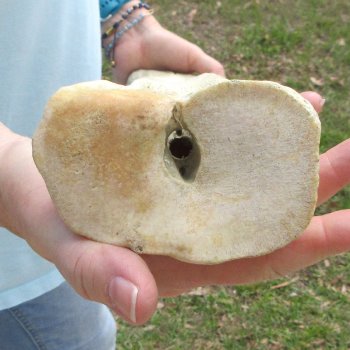 25" Giraffe Metacarpal Leg Bone 