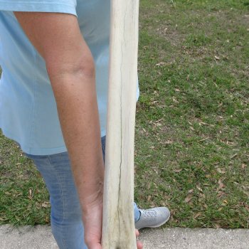 25" Giraffe Metacarpal Leg Bone 