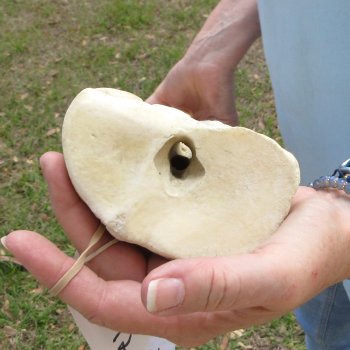 25" Giraffe Metacarpal Leg Bone 