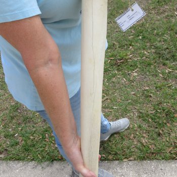 25" Giraffe Metacarpal Leg Bone 