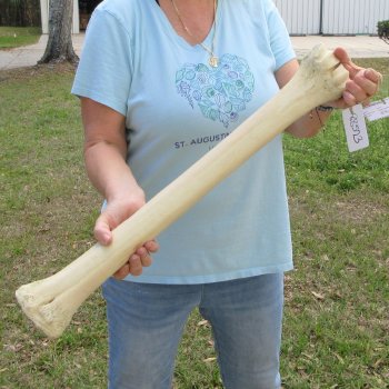 25" Giraffe Metacarpal Leg Bone 