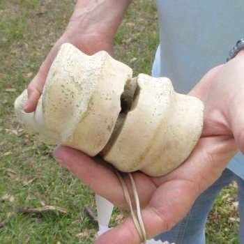 25" Giraffe Metacarpal Leg Bone 