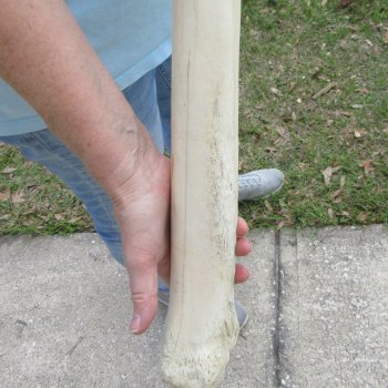 25" Giraffe Metacarpal Leg Bone 