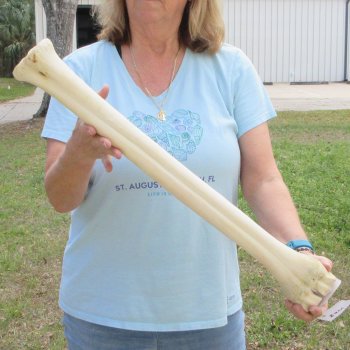 26" Giraffe Metatarsal Leg Bone 