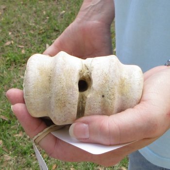 26" Giraffe Metatarsal Leg Bone 