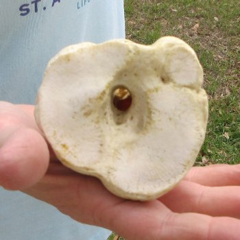 26" Giraffe Metatarsal Leg Bone 