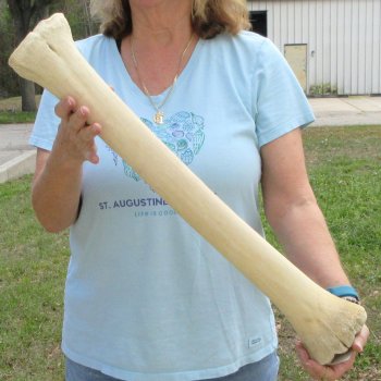 25" Giraffe Metacarpal Leg Bone 