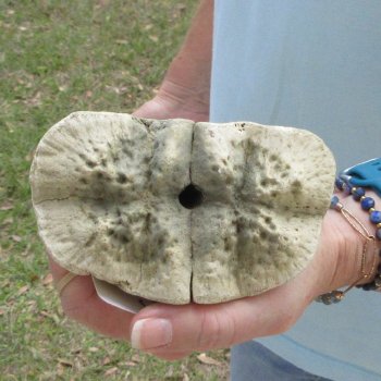 25" Giraffe Metacarpal Leg Bone 