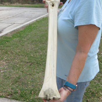 25" Giraffe Metacarpal Leg Bone 